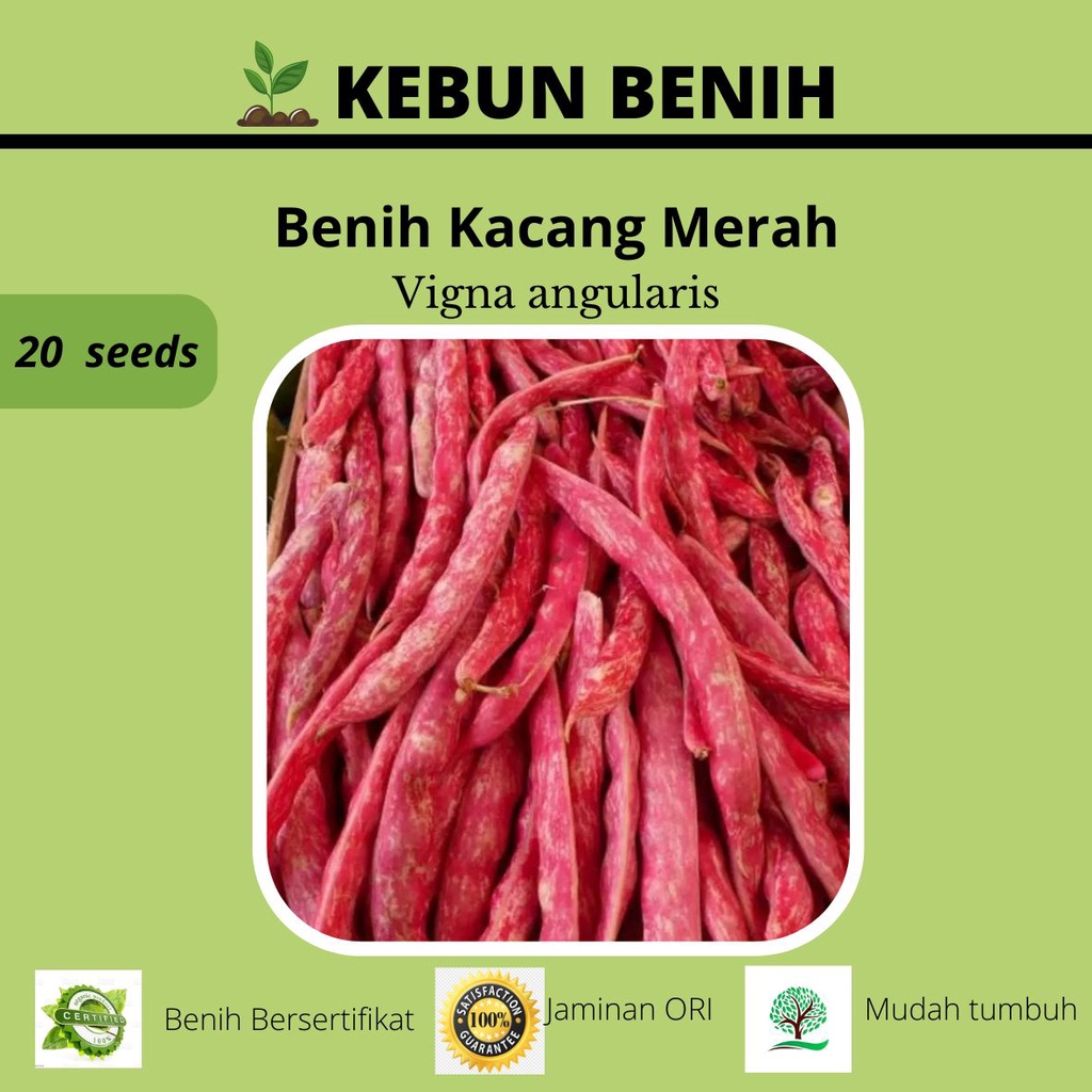 20 Benih Kacang Merah Lurik/ Benih Kacang Merah Srenek Kualitas Unggul