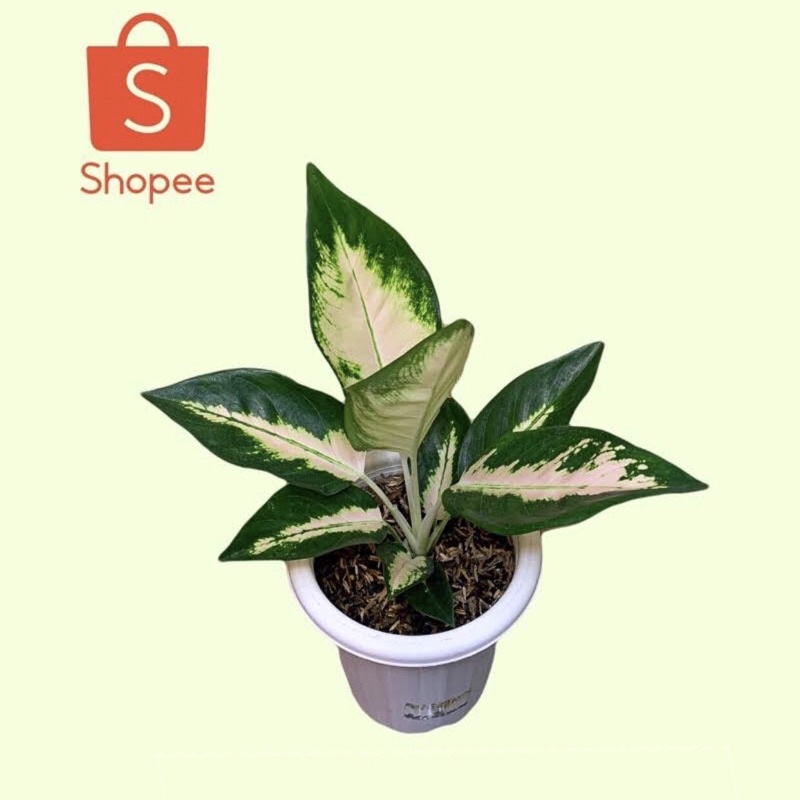 Bibit Aglonema Kocin ESCADA Baby Kocin Escada 1-2 Daun(BISA COD)