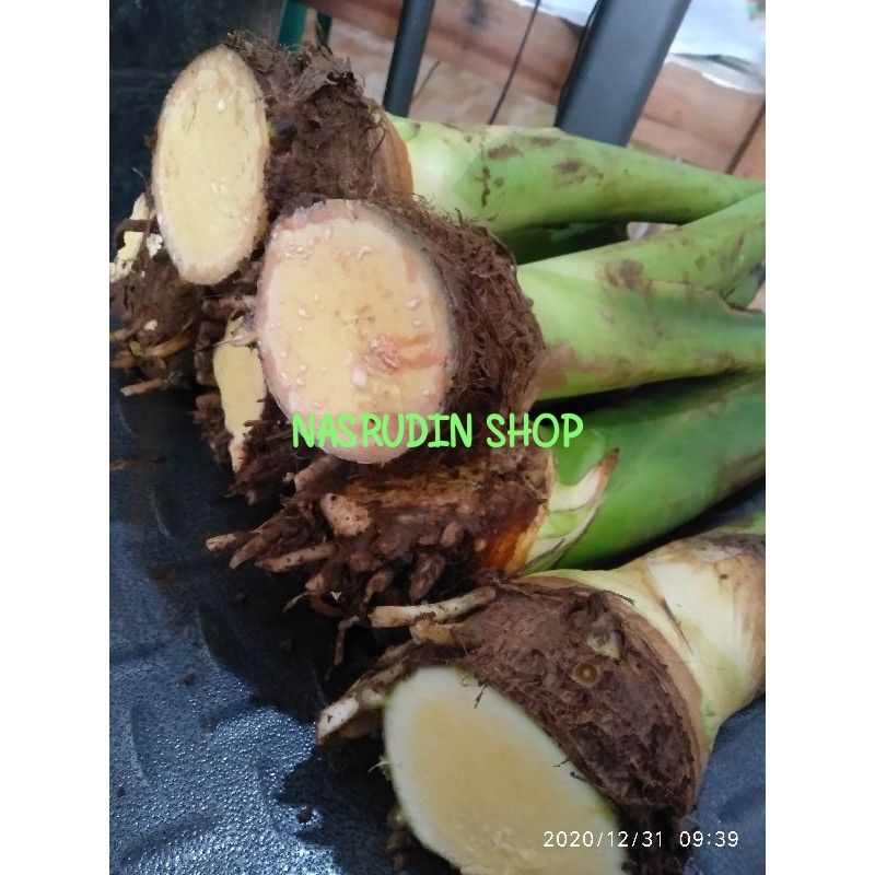 

[Fresh] BIBIT TALAS BENENG 1KG ISI 4-7 TALAS KUNING/TALAS BANTEN /MAHKOTA BENENG/TALAS MENTEGA