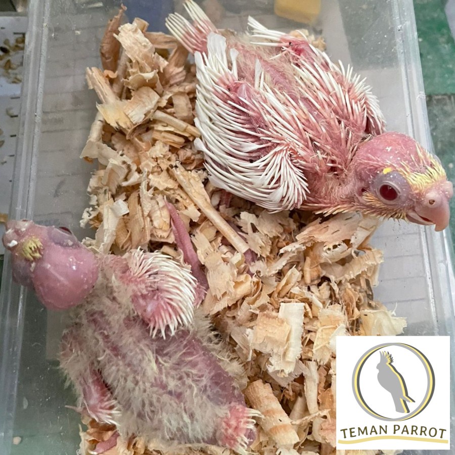 Baby Falk / Parkit Australia / Cockatiel / Kakatua Mini Lolohan Lutino