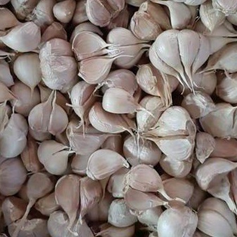 

Bawang Putih Kating Bersih