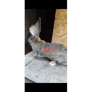 kelinci german giant gg pure fulped no fg no silangan no crossingan