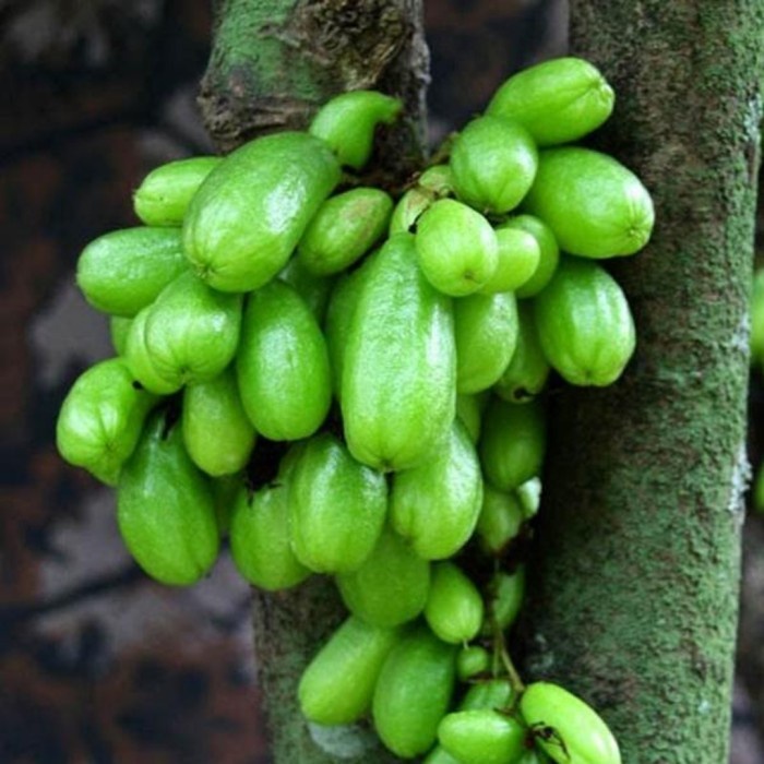 Bibit tanaman buah belimbing wuluh bumbu dapur GG22