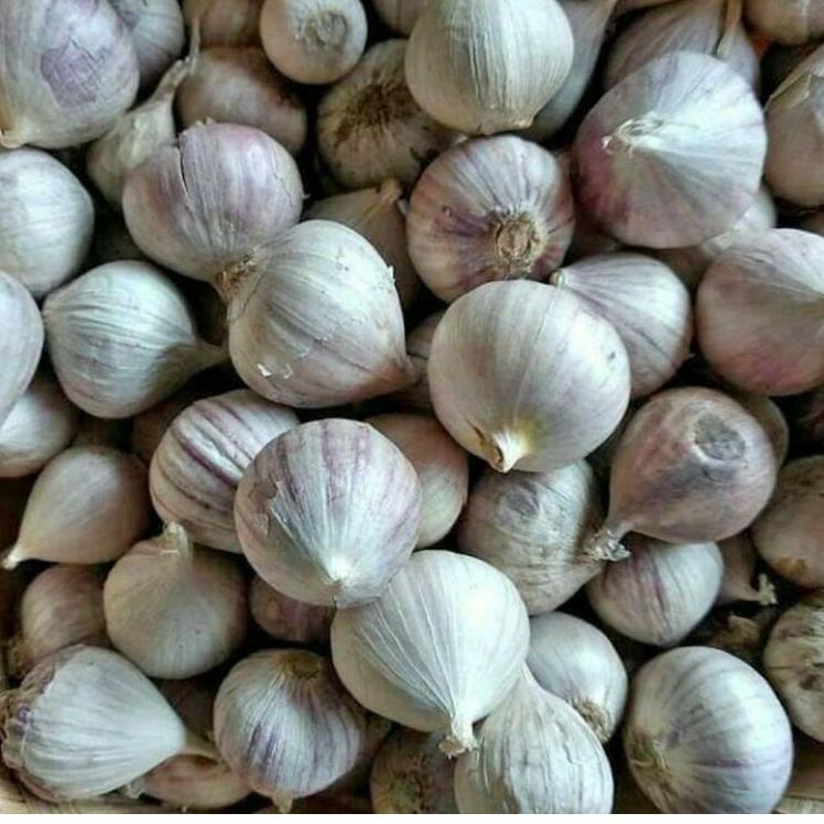 

す Bawang putih tunggal (random) berat 1 kg
