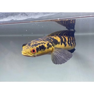 Image of Chana Yellowsentarun 3-6cm bunga indah