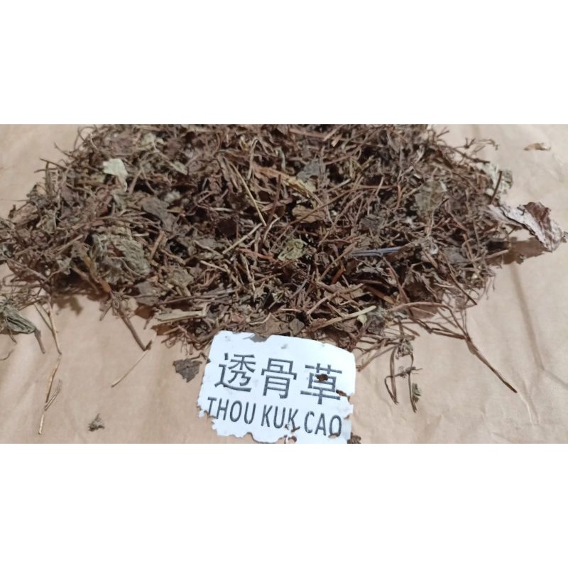 

300 G GR GRAM 透骨草 TOU GU CAO PHRYMA LEPTOSTACHYA