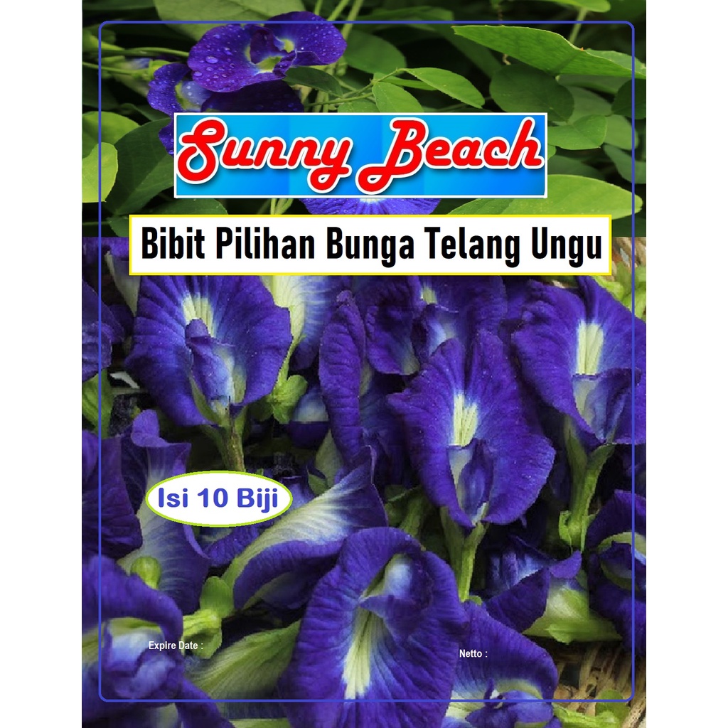 Bibit Pilihan Bunga Telang Ungu | Benih Kembang Telang |Bibit Telang Ungu