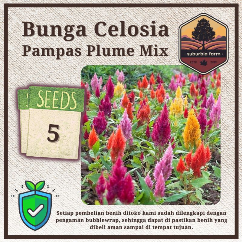 Jual Biji Benih Bunga Celosia Pampas Plume Mix Shopee Indonesia