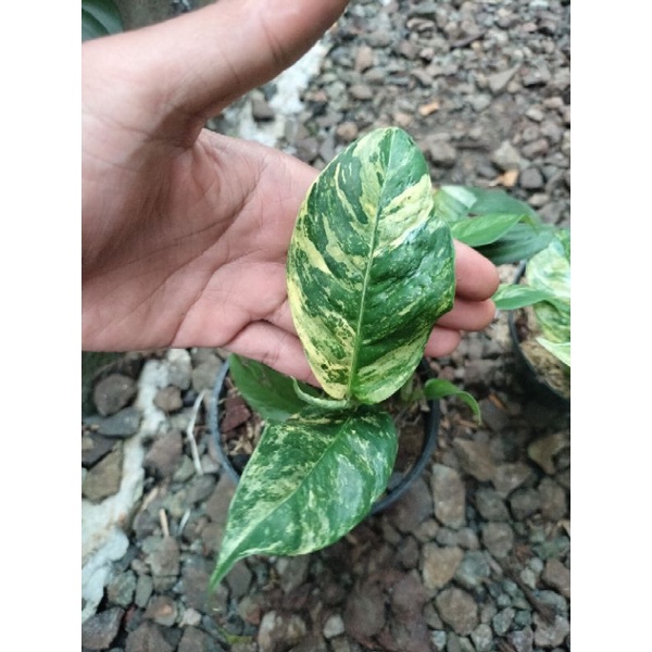 rhaphidophora puberula varigata