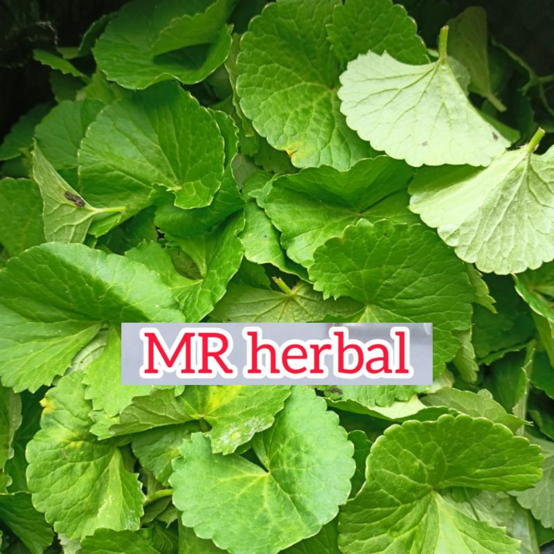 

Daun pegagan murni tanpa batang segar