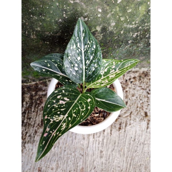 aglonema siti nurhaliza