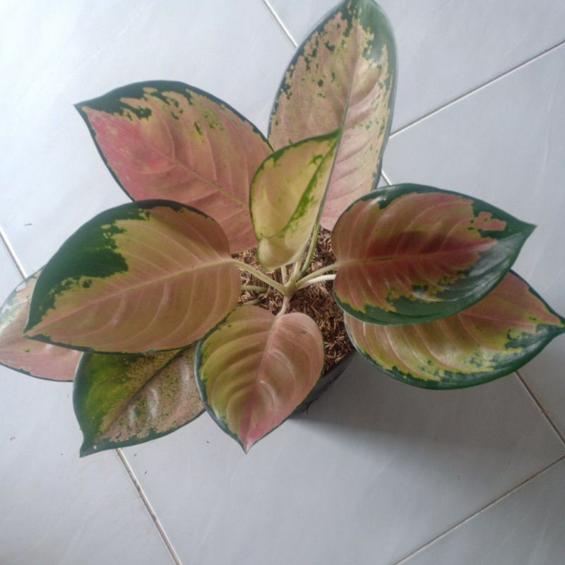 bunga aglonema sultan Brunai Brunei (bunga aglonema sultan Brunai super)