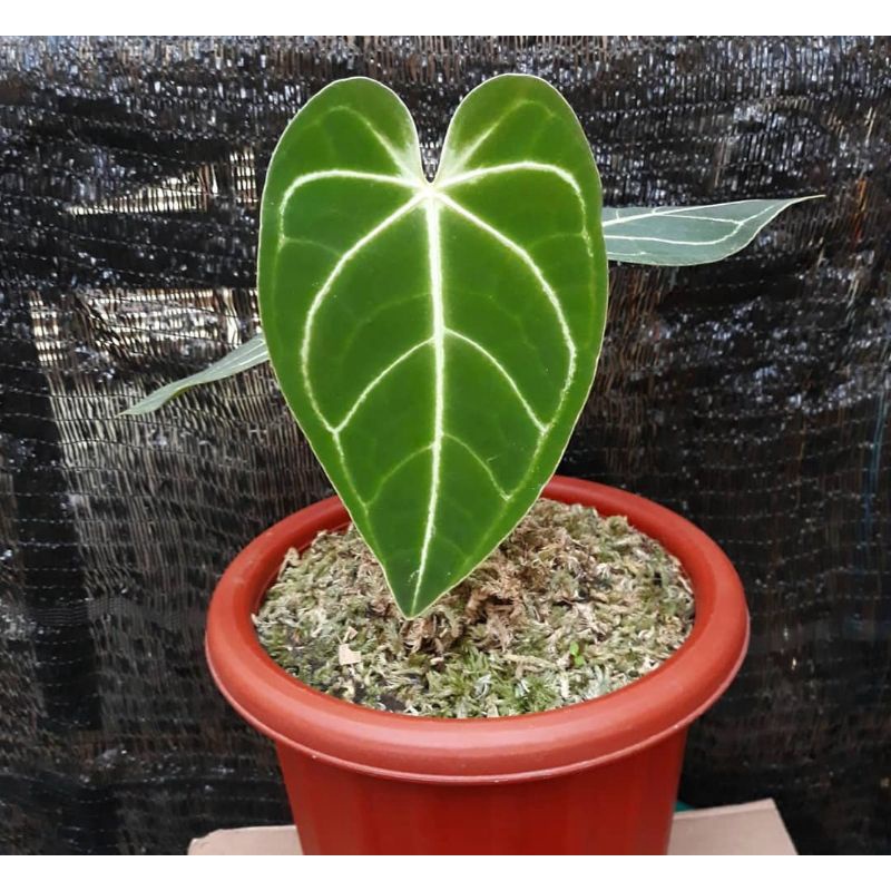 Anthurium regale greg hambali hybrid baby