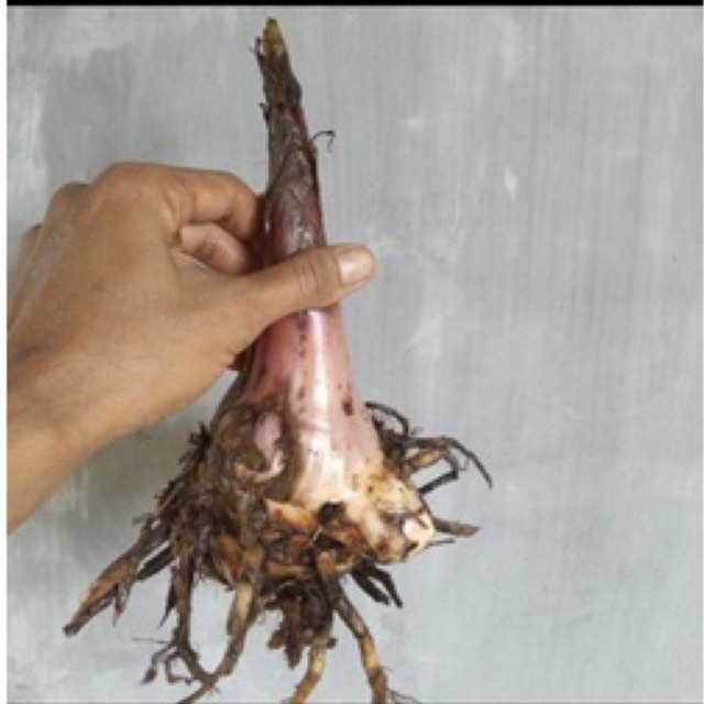 bibit pisang raja bulu super unggul