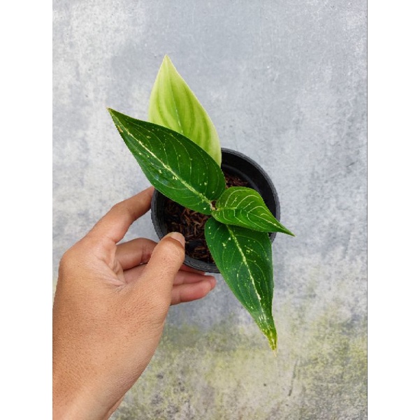 Aglonema Tiara Putih Tengokorak