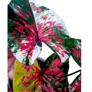 caladium seven diamond / caladium 7d / thai series