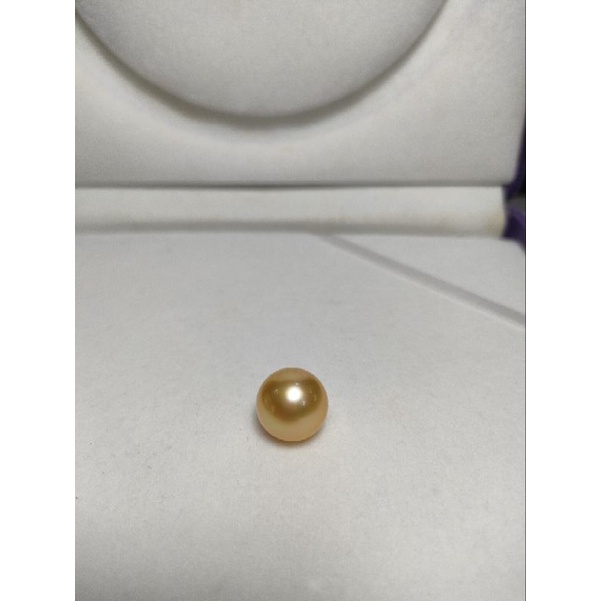 mutiara laut gold