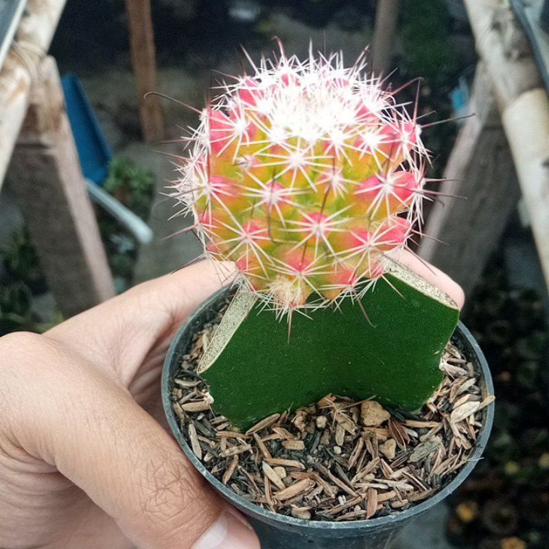 Kaktus Mammillaria Beneckei Rainbow