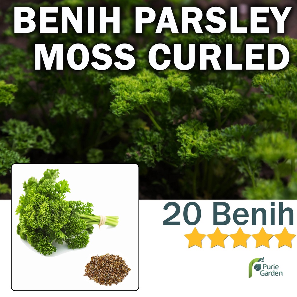 Benih Bibit Parsley Hijau Moss Curled 20 Benih Dua Ribuan PG KDR