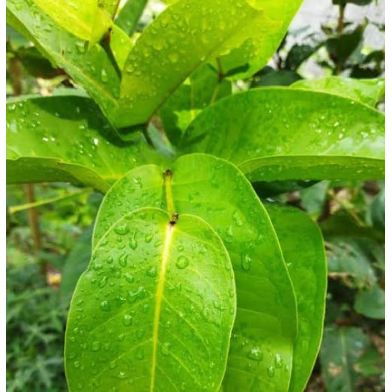 

Daun jambu air segar 500 gram