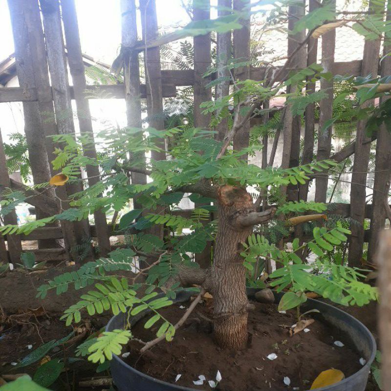 bonsai ASAM JAWA