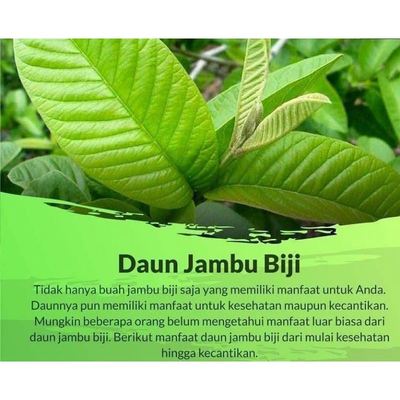 

daun jambu biji /lembar 200