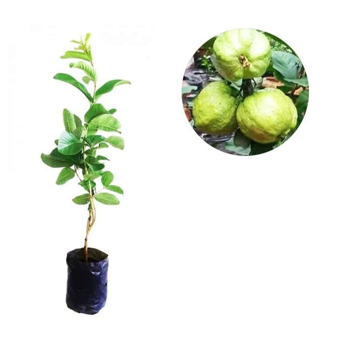 Bibit Tanaman Jambu Kristal Taiwan GG22