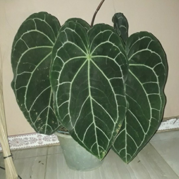tanaman hias anthurium crystalinum / kuping gajah ( jumbo / besar )