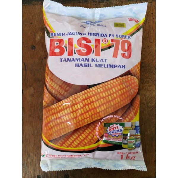 JAGUNG HIBRIDA BISI 79