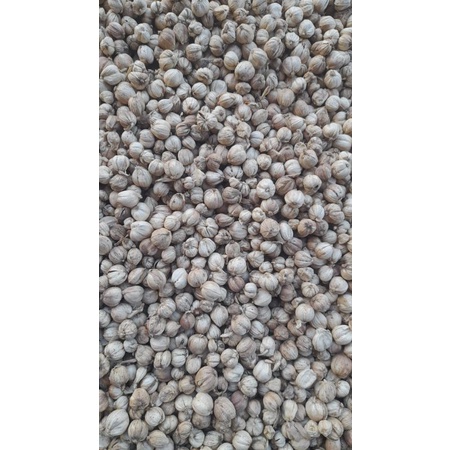 

Kapolaga kering murah 1 kg