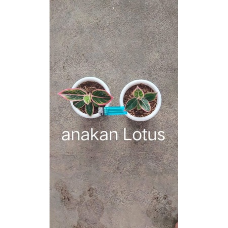 bunga aglonema lotus delight anakan/baby lothus delight/babi lotus