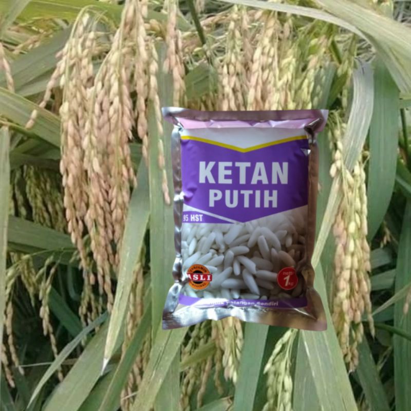 Benih Padi Ketan Putih