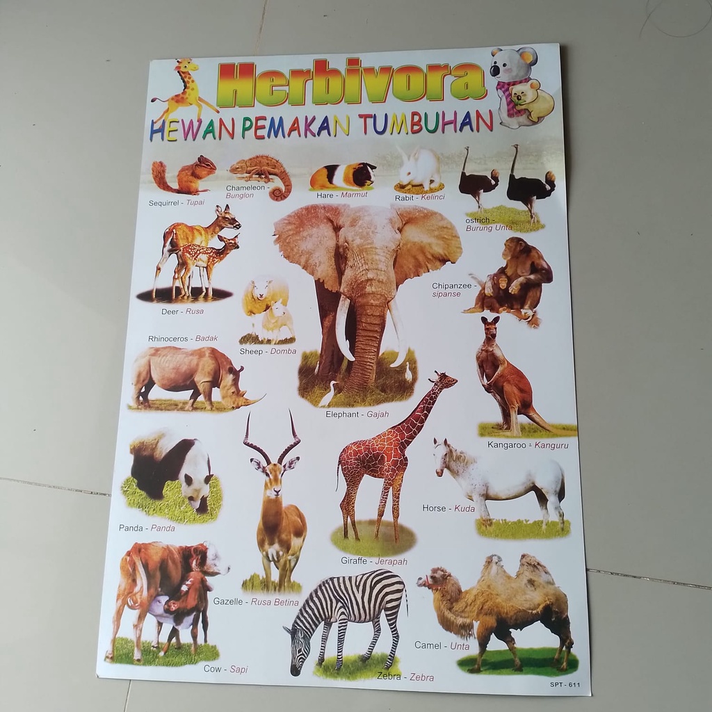 Poster Herbivora , poster hewan pemakan tumbuh-tumbuhan