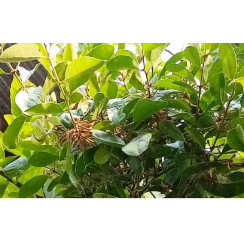 

benalu sengon segar 250gram