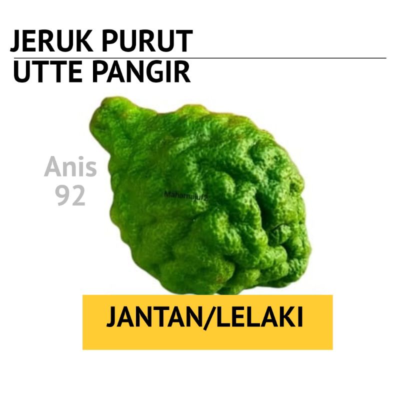 Jeruk Purut Ute Pangir Medan Jantan Besar PerBiji