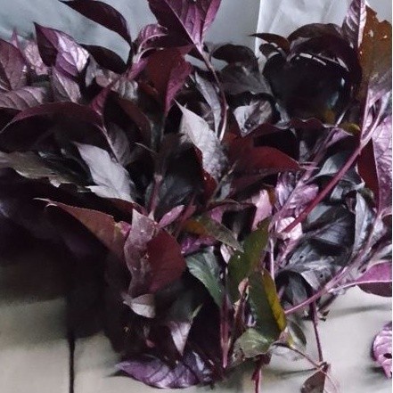 

Daun handelen daun unggu daun herbal dipetik dadakan