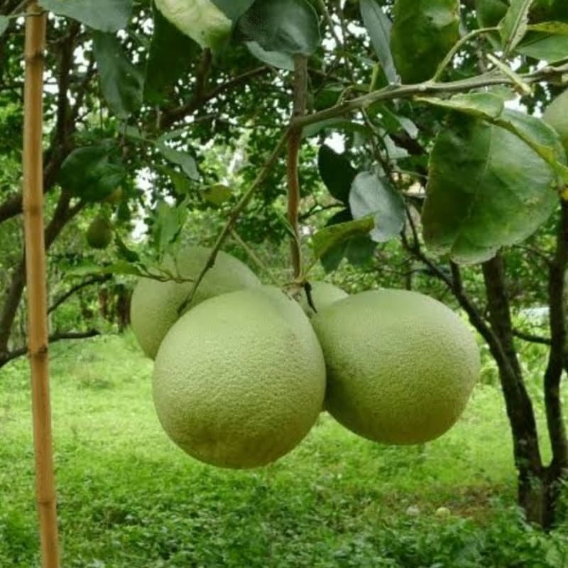 Jual Citrus Maxima Pohon Jeruk Bali Pomelo Tanaman Buah Tambulapot