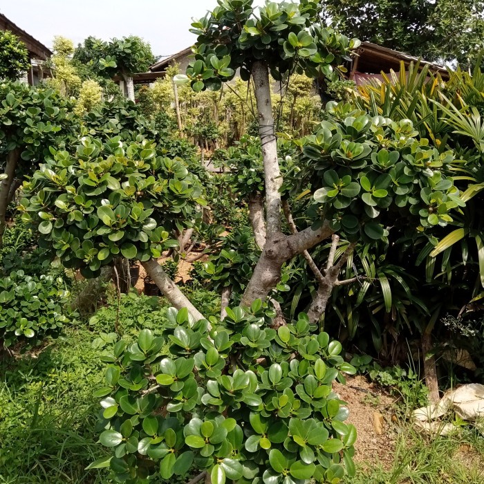 Tanaman Hias pohon beringin korea - bonsai beringin korea pohon dolar