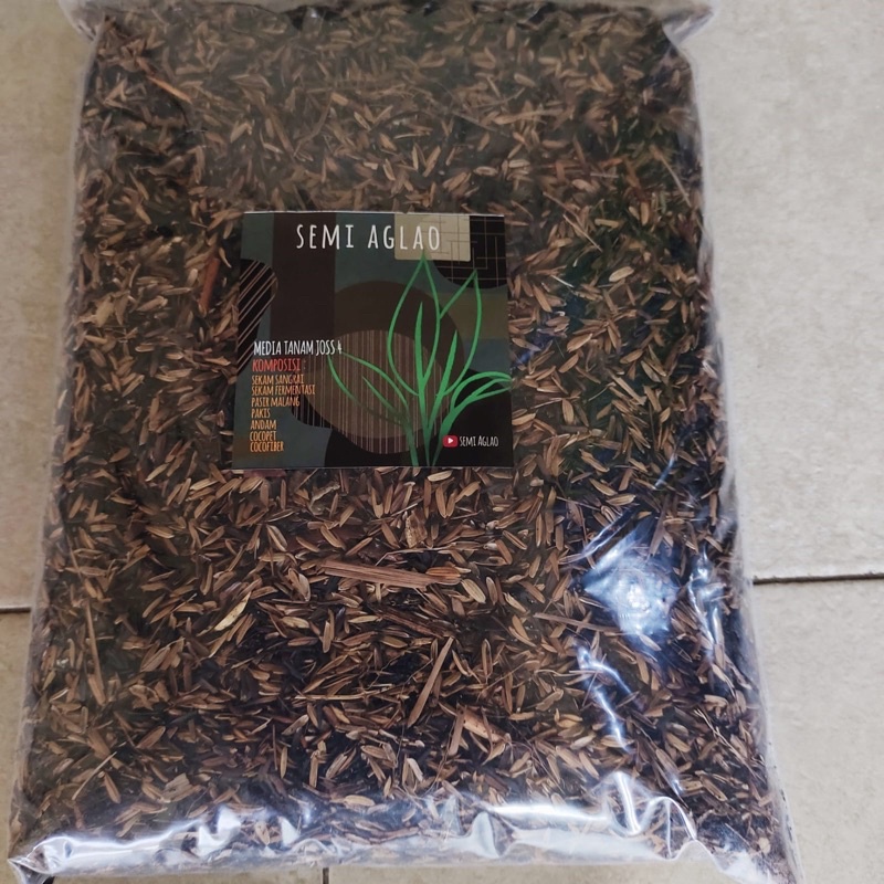 Media tanam Aglaonema Joas 4