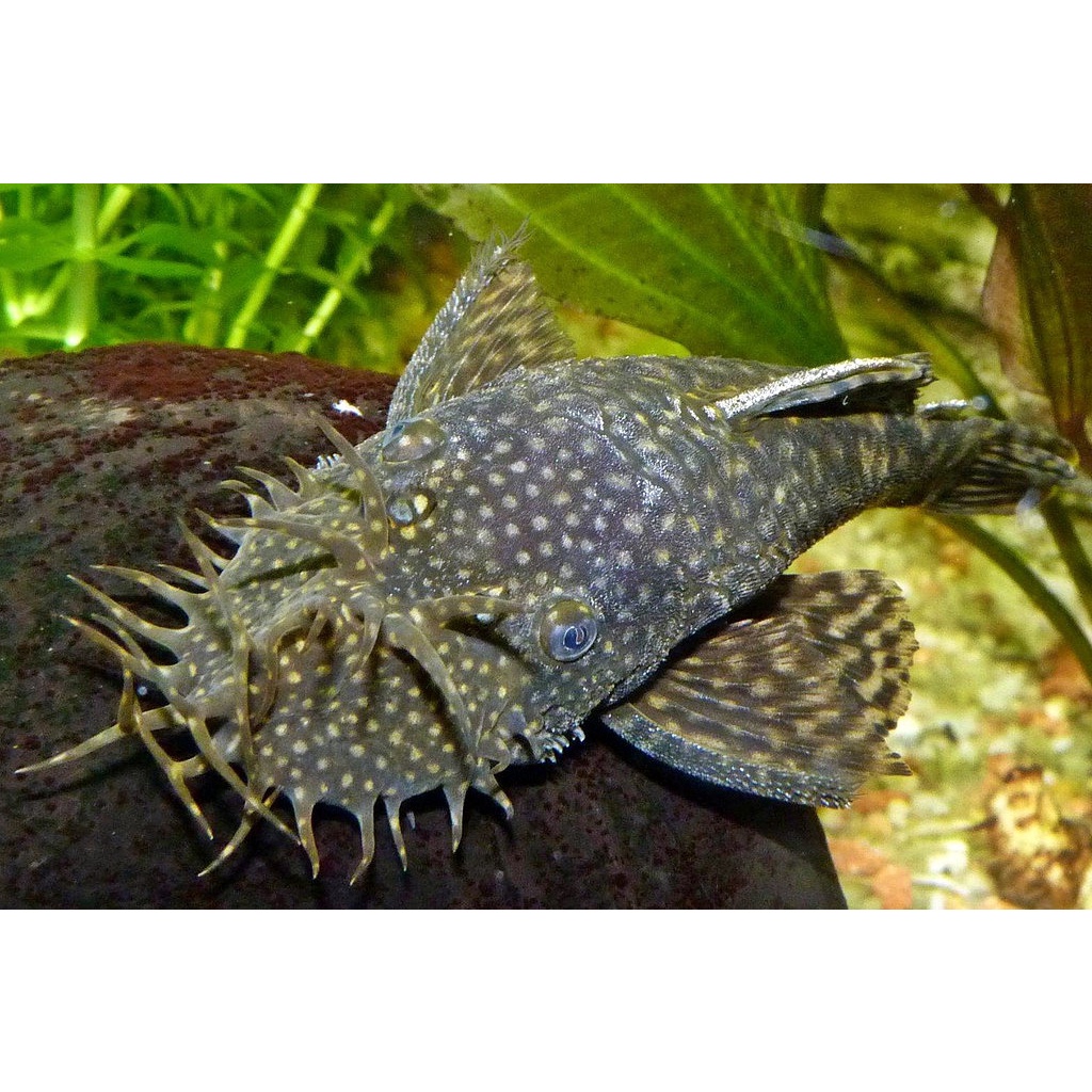 Hiasan Aquascape - Brushmouth Bristlenose Pleco Algaeater