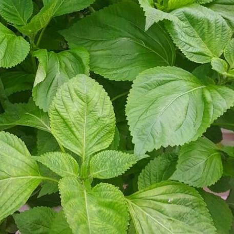 

Daun Wijen Korea Korean Bbq Perilla Shiso Sesame Leaf Kkaennip Plant