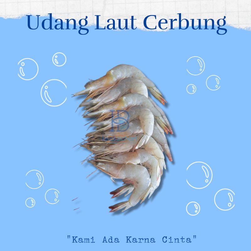 Udang Vaname Kecil Segar