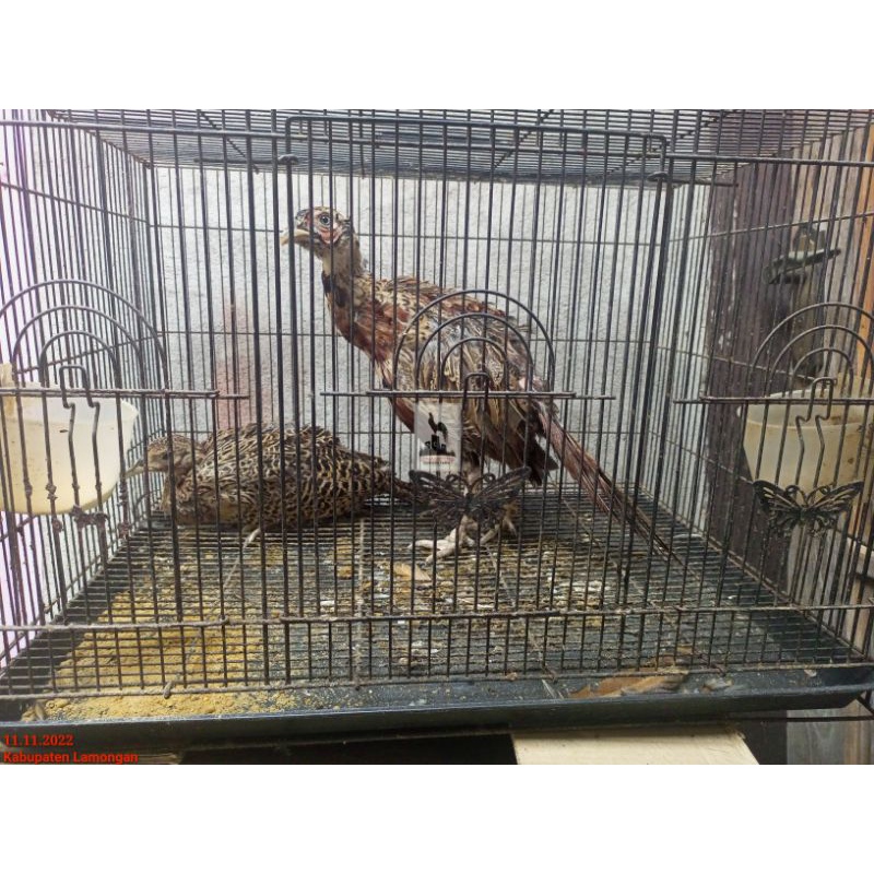 Mainan Ayam Hias Ayah dan Anak