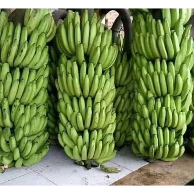 BIBIT PISANG AMBON WARANGAN BONGGOL PISANG BIBIT PISANG