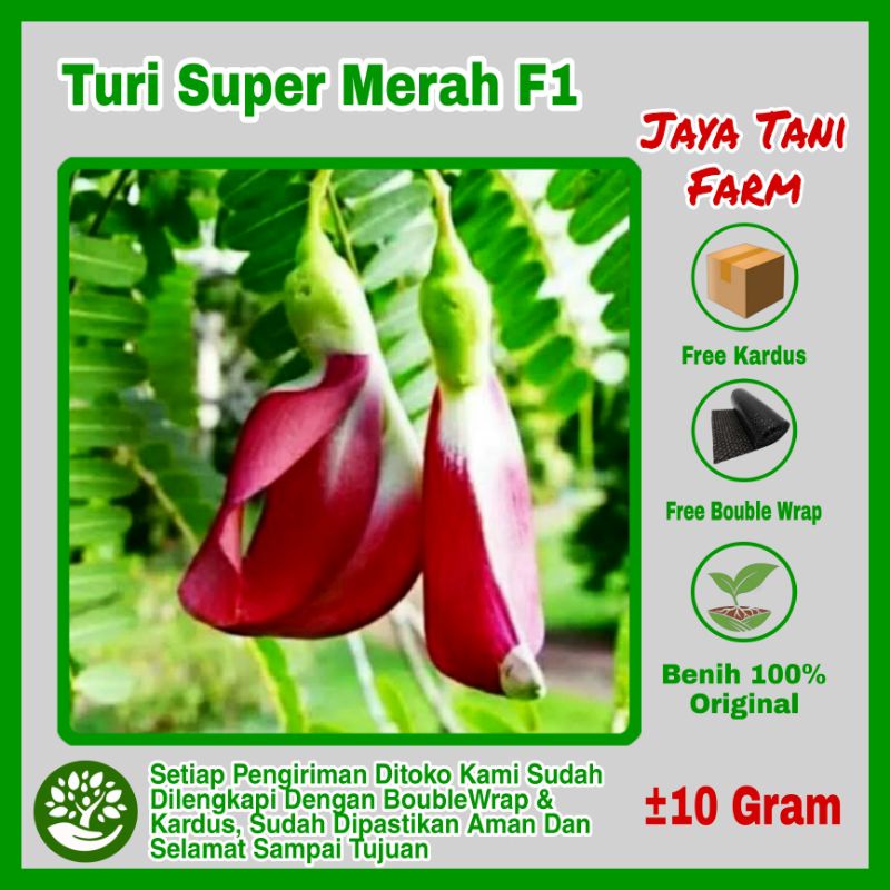 10 Gram Benih Sayuran Turi Super Merah F1 /  Bibit Turi Merah Biji Turi Merah / Biji Turi Merah / Be