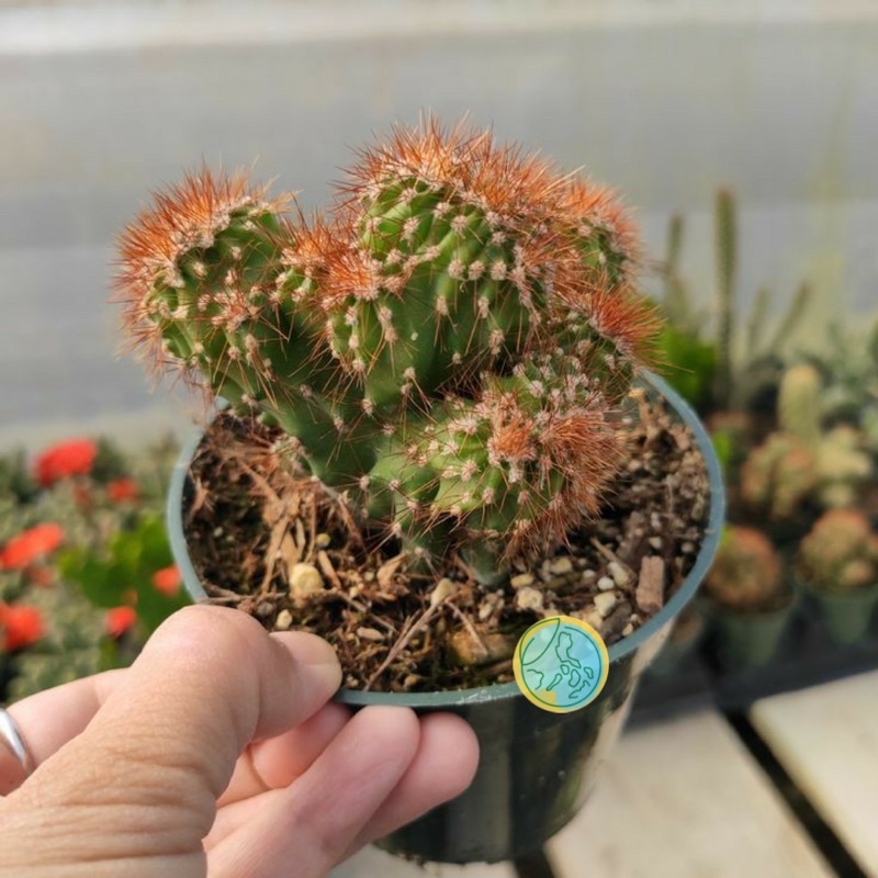 Ktus Karang Monyet | Cereus Peruvianus Crested | Paket Paketan Kaktus Sekulen Bebas Pilih Jenis Satu