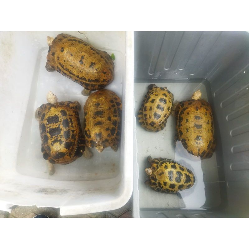 

Hiasan kebun Forsteni