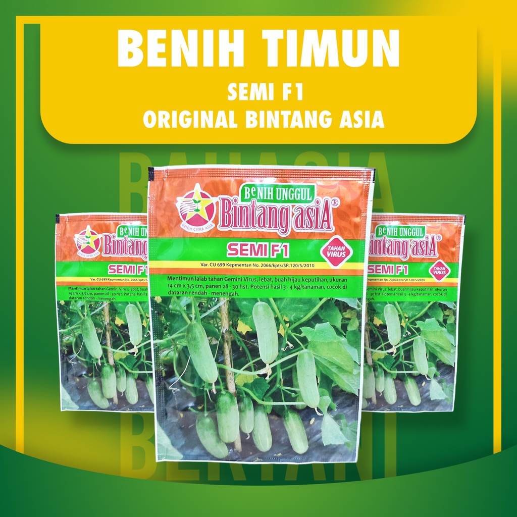 BENIH TIMUN SEMI F1 | Bibit Timun Lalap Original Bintang Asia