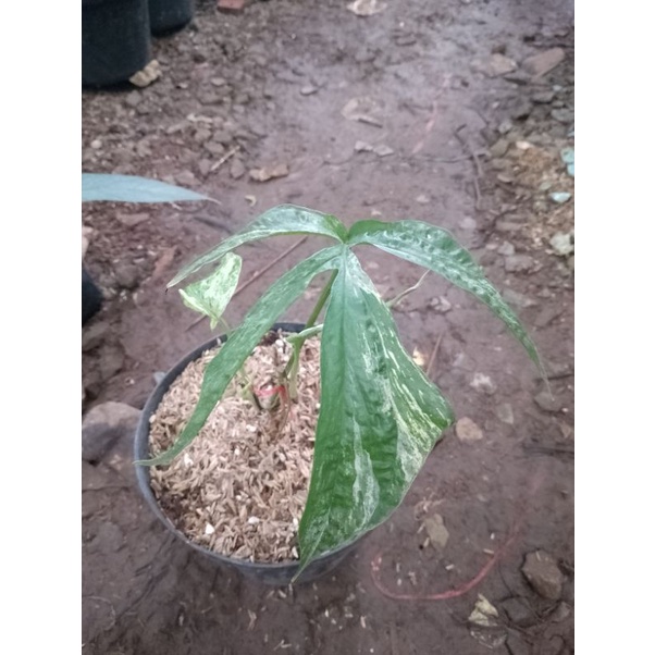 Tanaman hias amydrium zipelianum variegata / amydrium variegata