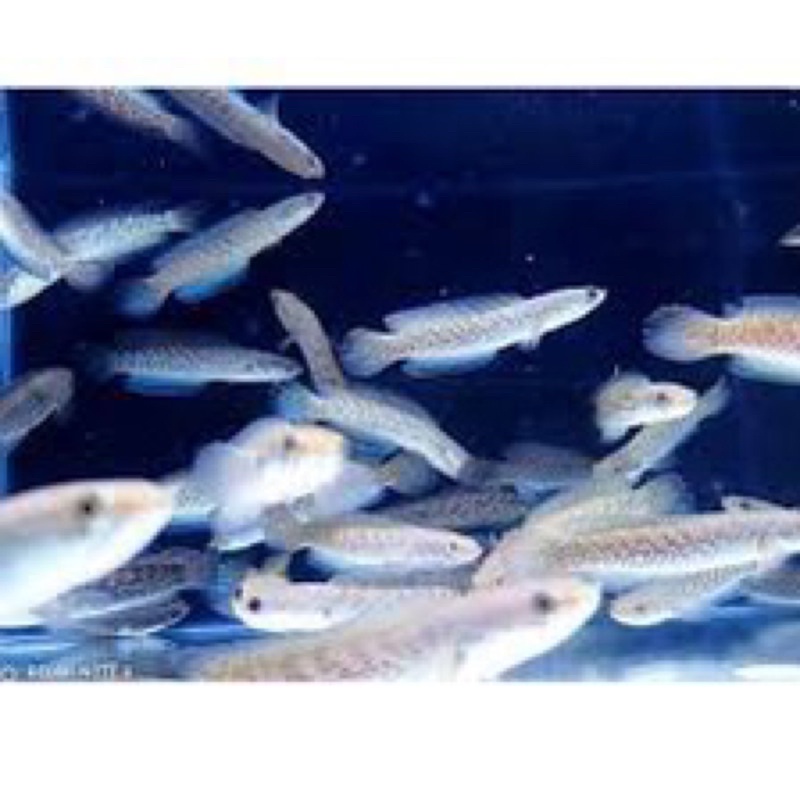 channa stewartii 6-7cm